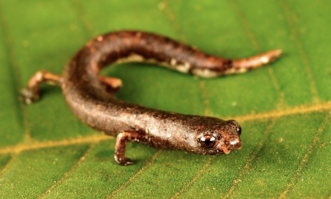 Nově objevený druh mloka.