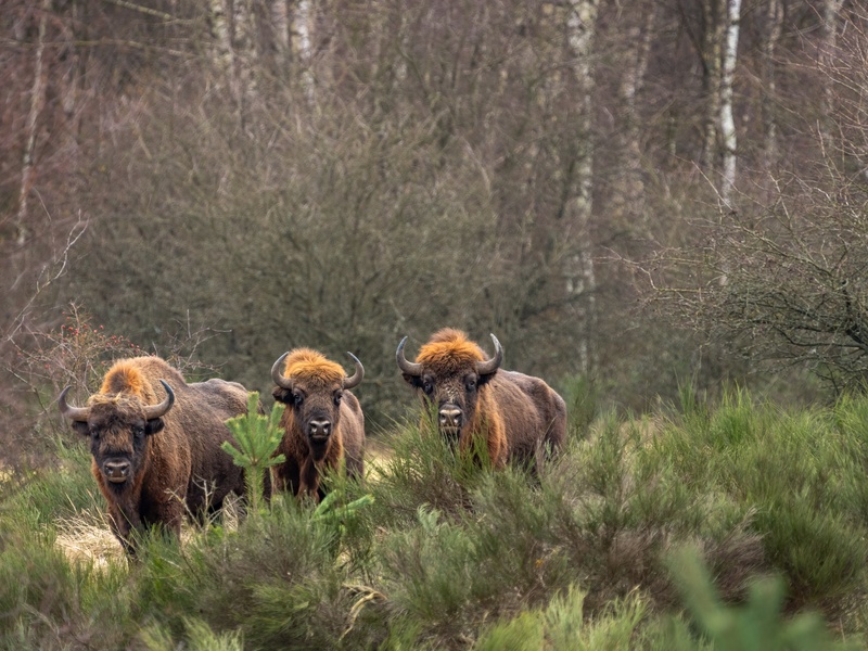 Oboře dominuje zubr evropský.