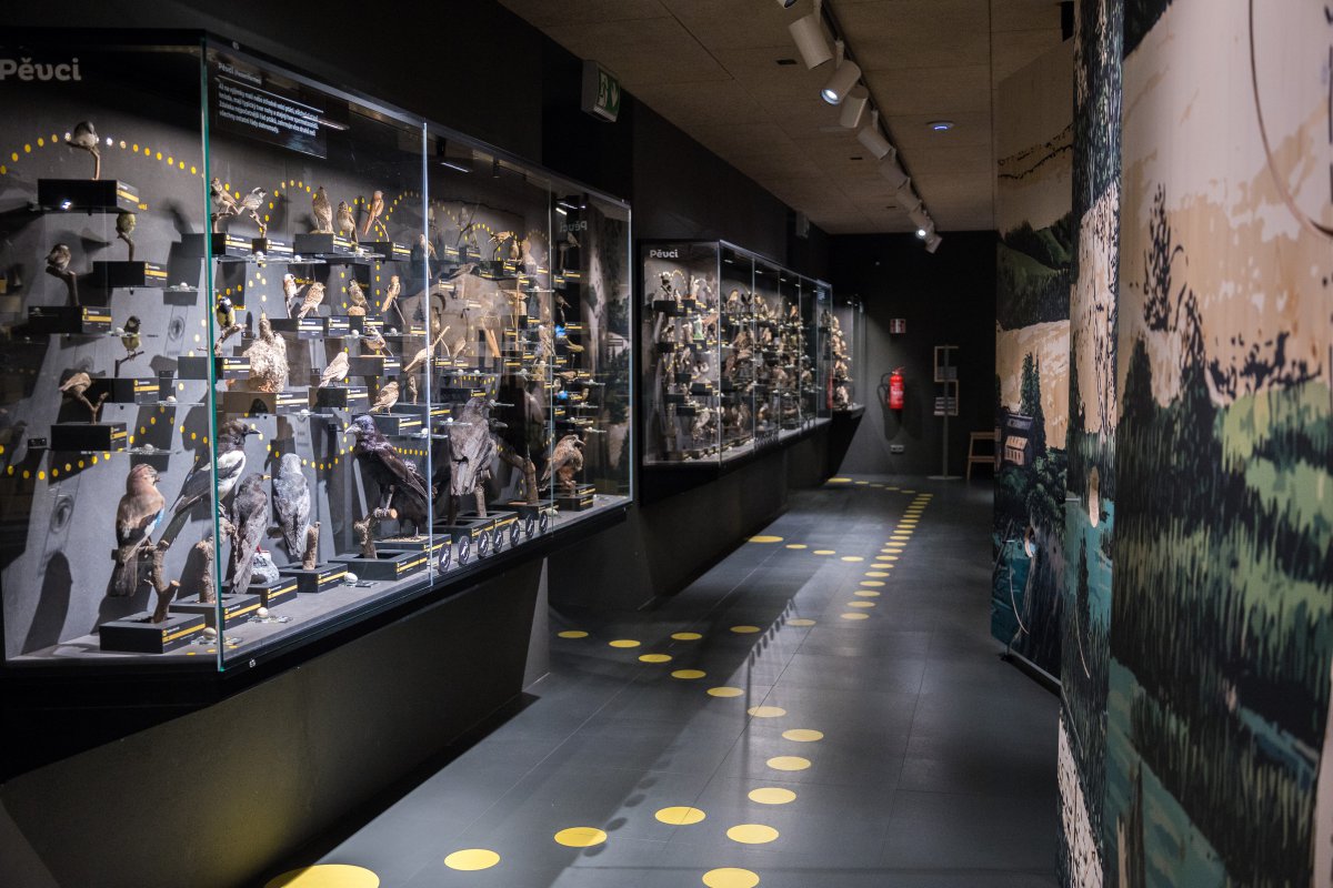 Výstava Ptáci ČR v budově Ornis v Přerově