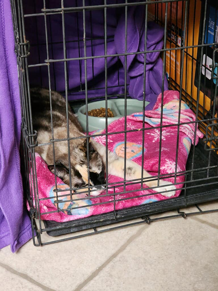 Po převozu na kliniku byla Galena vyčerpaná a hladová.